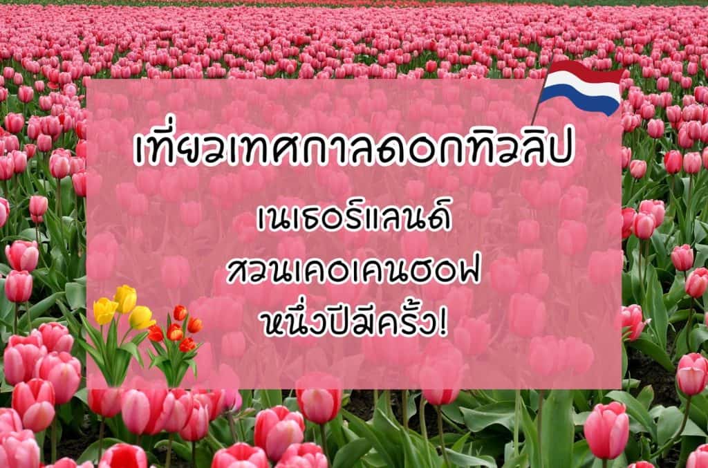 เทศกาลดอกทิวลิป เนเธอร์แลนด์ สวนเคอเคนฮอฟ