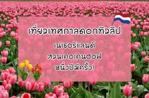 เทศกาลดอกทิวลิป เนเธอร์แลนด์ สวนเคอเคนฮอฟ