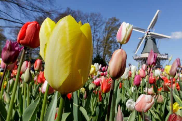 เทศกาลดอกทิวลิป เนเธอร์แลนด์ สวนเคอเคนฮอฟ