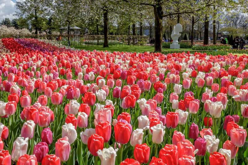 เทศกาลดอกทิวลิป เนเธอร์แลนด์ สวนเคอเคนฮอฟ