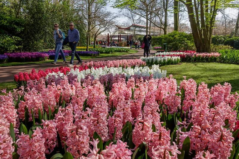 เทศกาลดอกทิวลิป เนเธอร์แลนด์ สวนเคอเคนฮอฟ