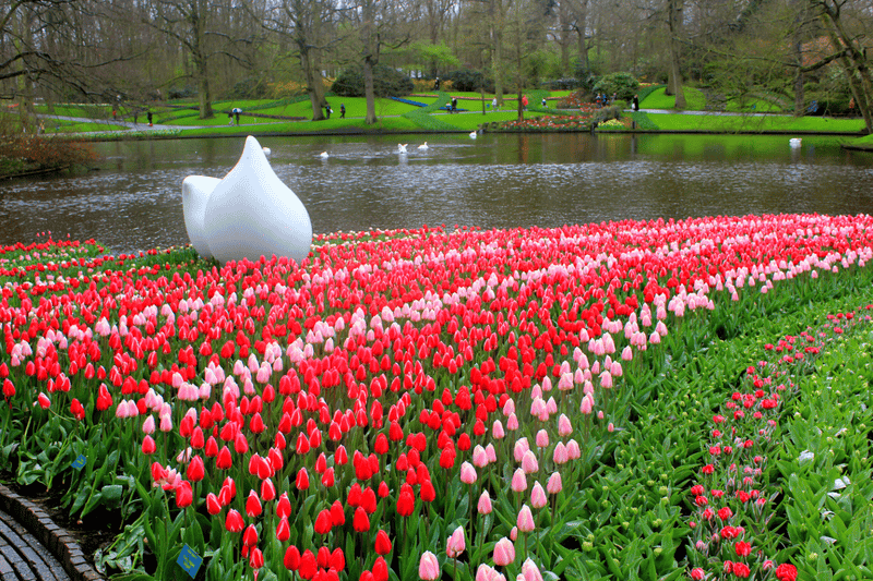 เทศกาลดอกทิวลิป เนเธอร์แลนด์ สวนเคอเคนฮอฟ