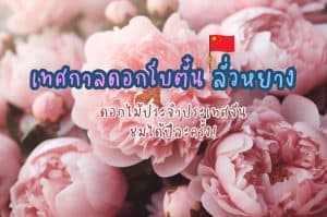เทศกาลดอกโบตั๋น ลั่วหยาง ประเทศจีน