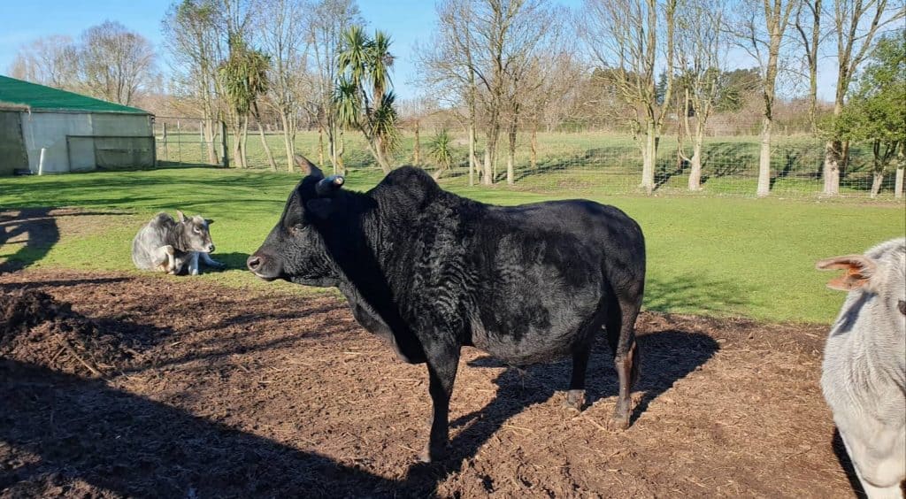 ที่เที่ยวไครท์เชิร์ช ที่เที่ยวนิวซีแลนด์