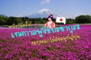 เทศกาลฟูจิชิบะซากุระ