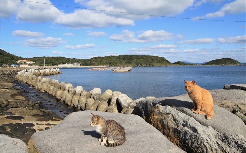 พิกัดเกาะแมว ที่เที่ยวเอเชีย เกาะไอโนะชิมะ ฟุกุโอกะ ญี่ปุ่น