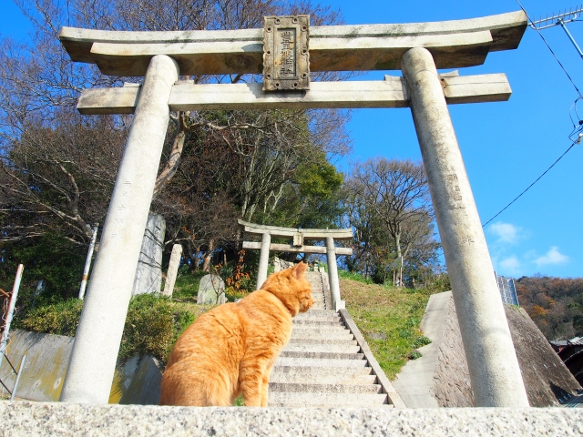 พิกัดเกาะแมว ที่เที่ยวเอเชีย เกาะทาชิโระจิมะ มิยางิ ญี่ปุ่น