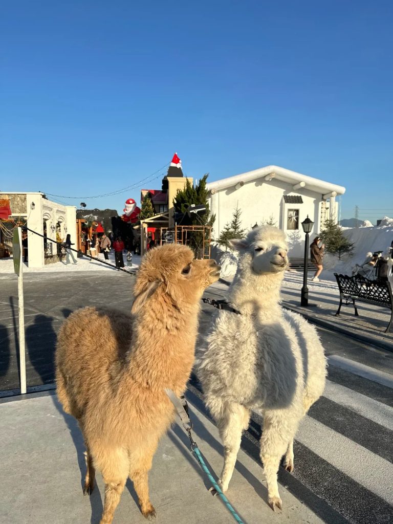 หมู่บ้านซานต้ากลางเซินเจิ้น กับคาเฟ่ BLUE CONCEPT Cafe & Farm