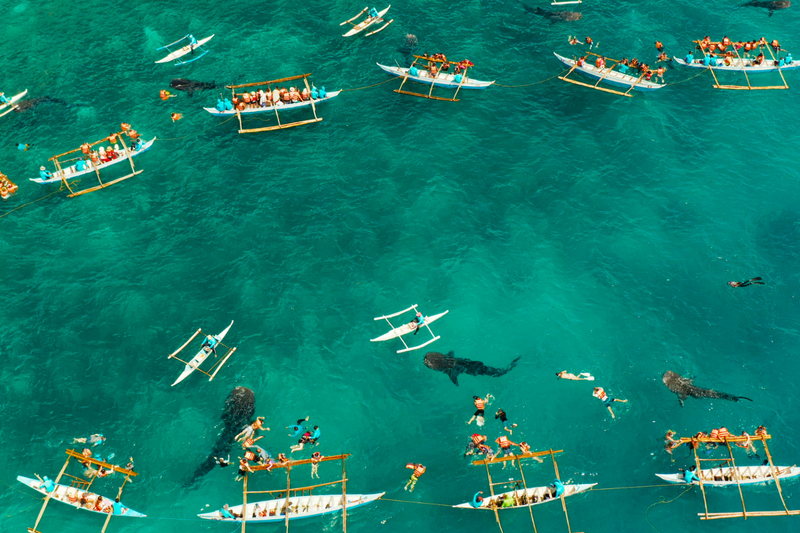 ล่องเรือดูวาฬ