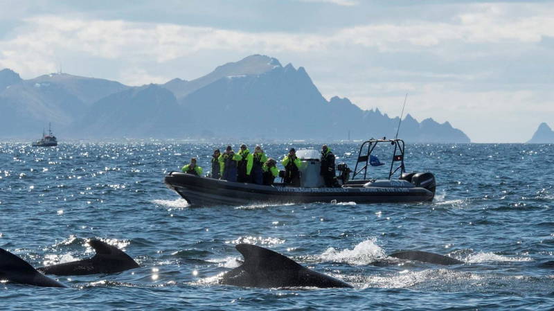 ล่องเรือดูวาฬ