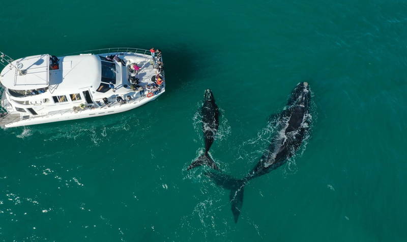 ล่องเรือดูวาฬ