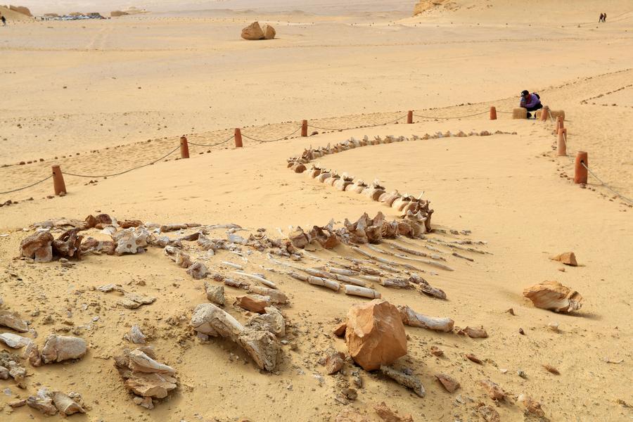 หุบเขาวาฬ อียิปต์