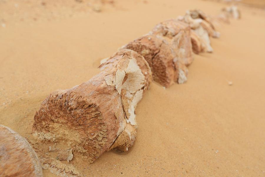 หุบเขาวาฬ อียิปต์