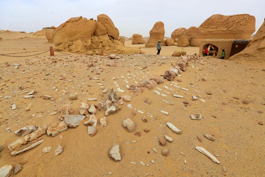 หุบเขาวาฬ อียิปต์