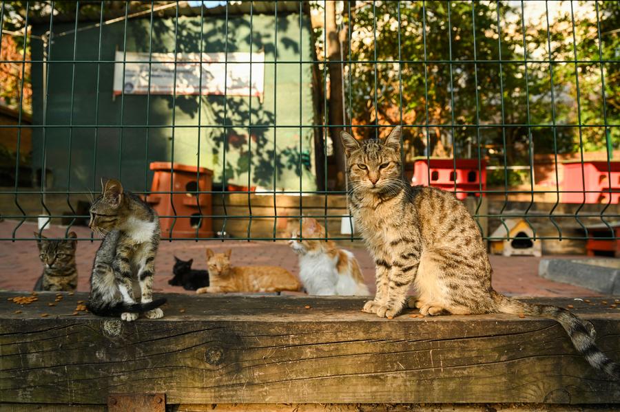 Macka Democracy Park