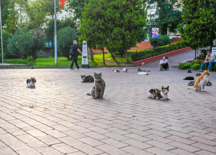 Macka Democracy Park