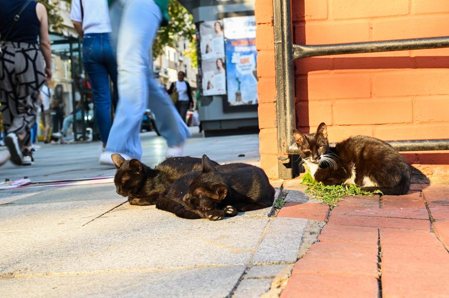 Macka Democracy Park