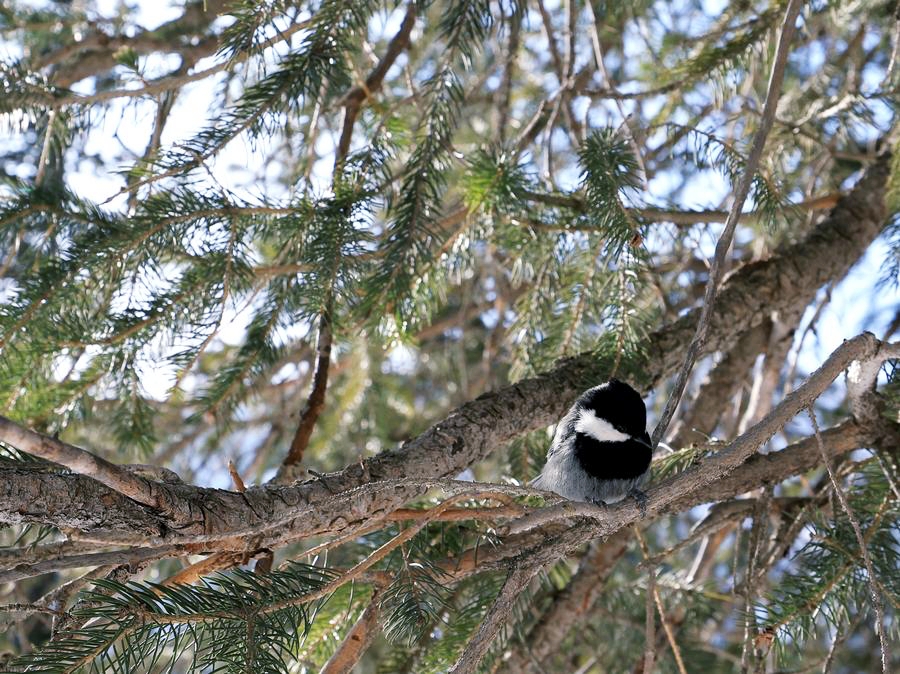 อุทยานแห่งชาติอาลา-อาชา คีร์กีซสถาน