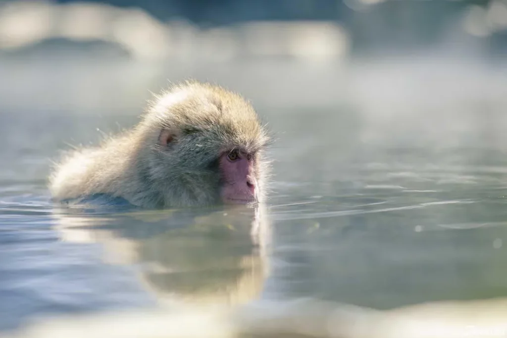 เที่ยวนากาโนะหน้าหนาว ดูลิงแช่ออนเซ็น สวนลิงจิโกคุดานิ