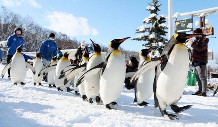 Asahiyama Zoo ฮอกไกโด