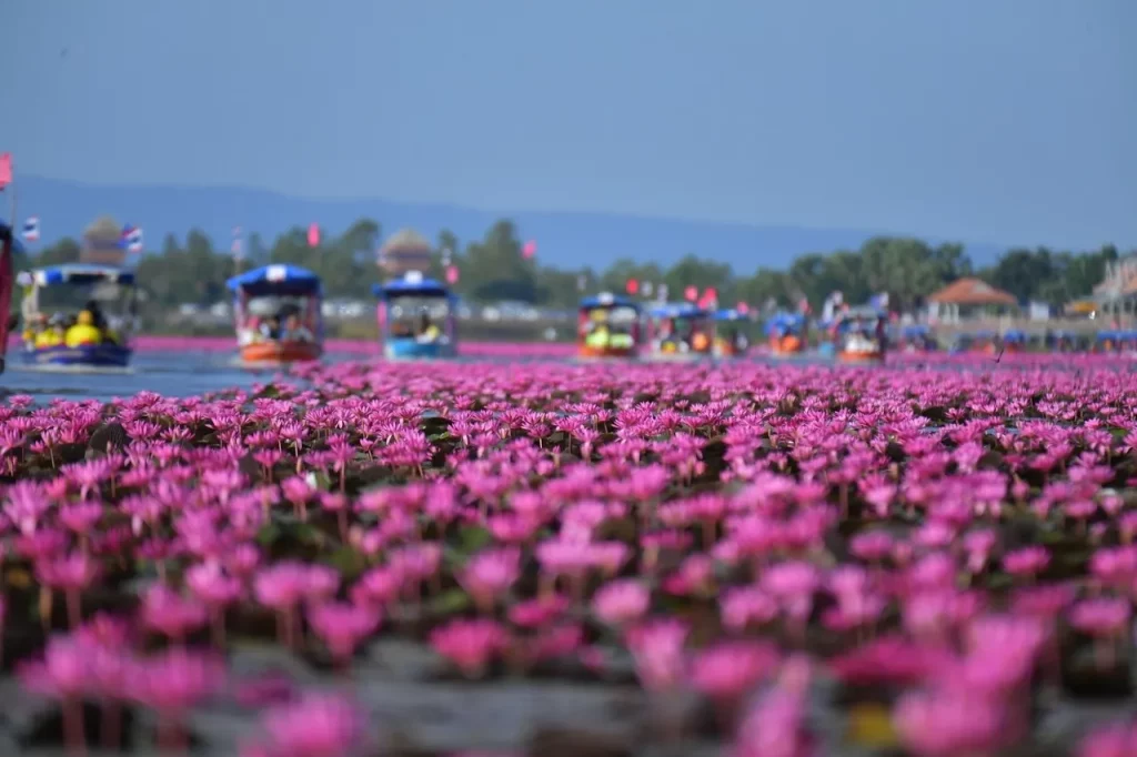 พิกัด “ทะเลบัวแดง” อุดรฯ ชวนเช็คอินตามลิซ่า
