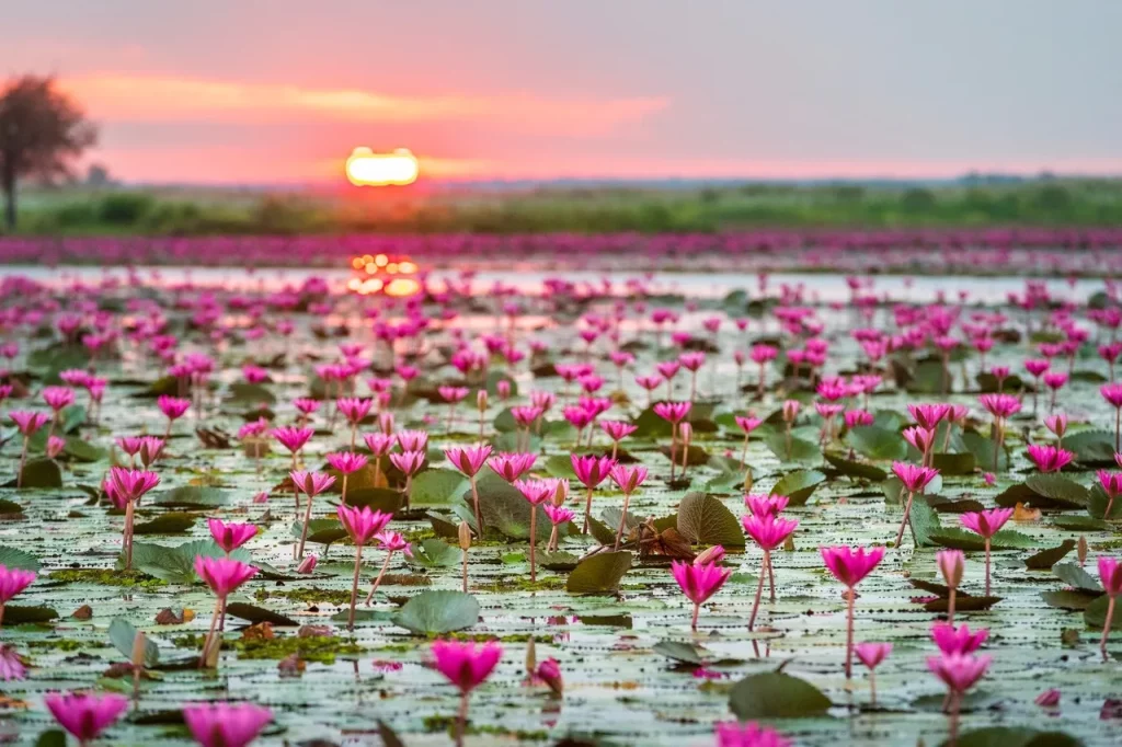พิกัด “ทะเลบัวแดง” อุดรฯ ชวนเช็คอินตามลิซ่า