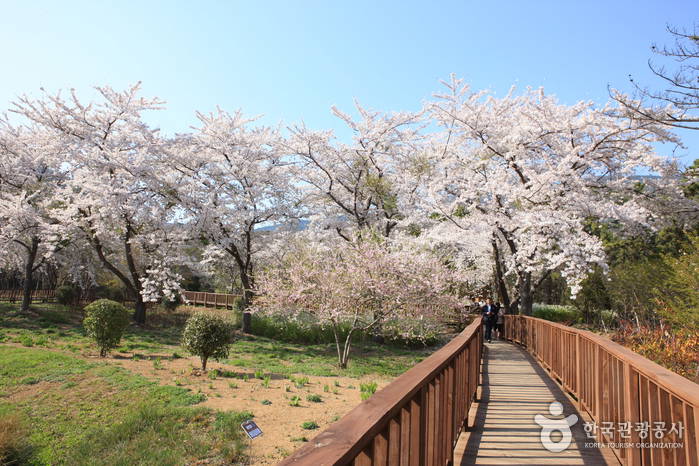 เที่ยวเกาหลี เทศกาลซากุระ จินแฮ 2026