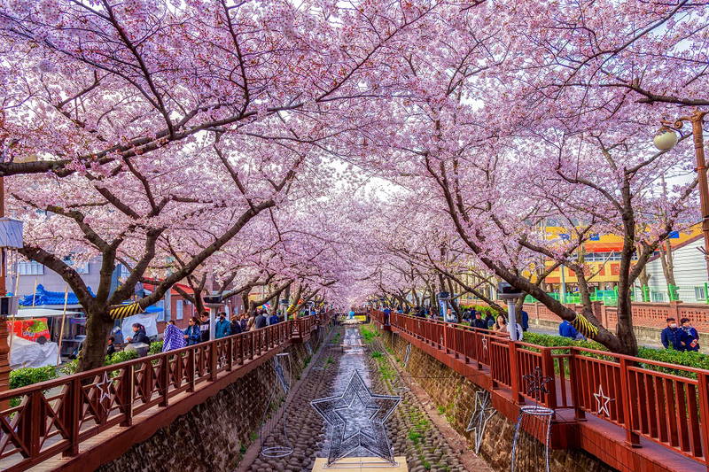 เที่ยวเกาหลี เทศกาลซากุระ จินแฮ 2026