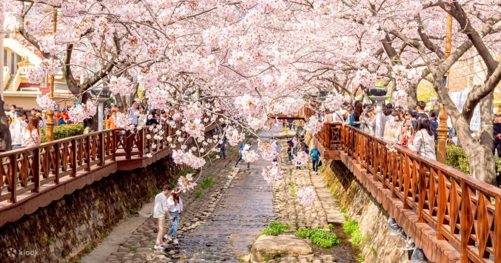 เที่ยวเกาหลี เทศกาลซากุระ จินแฮ 2026