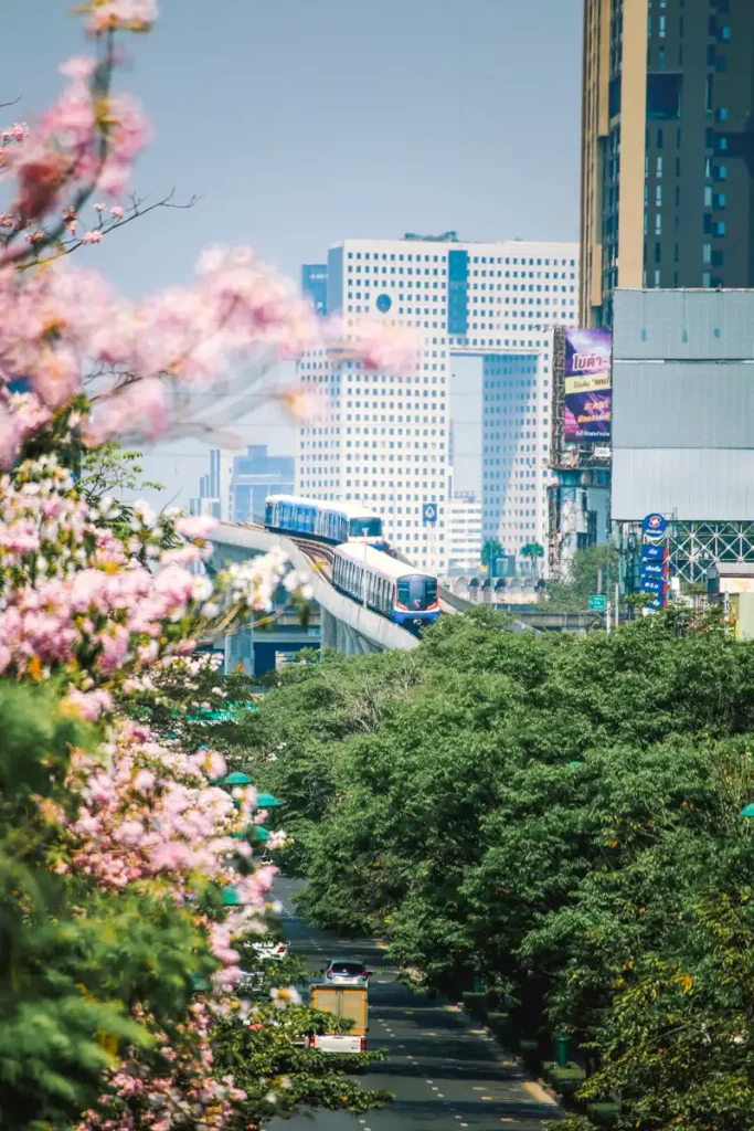 ชมพูพันธุ์ทิพย์ 2569