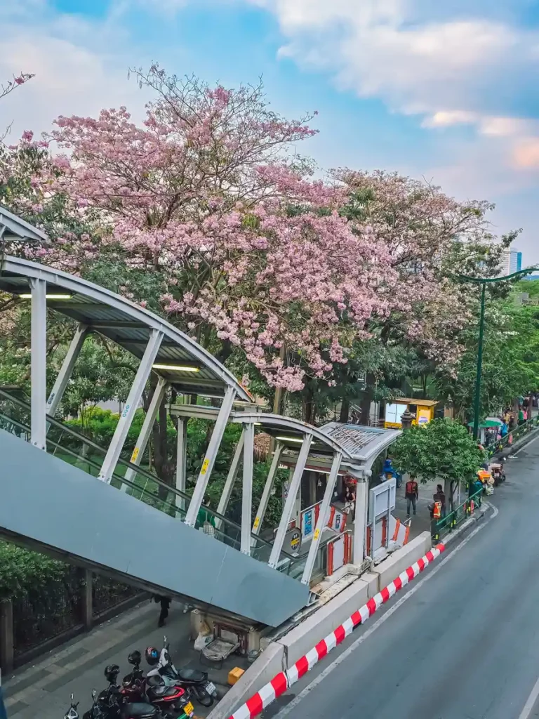 ชมพูพันธุ์ทิพย์ 2569