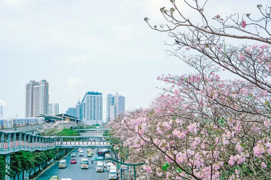 ชมพูพันธุ์ทิพย์ 2569