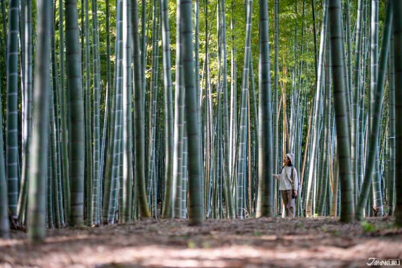 เที่ยวญี่ปุ่น อุสึโนมิยะ เมืองลับใกล้โตเกียว!