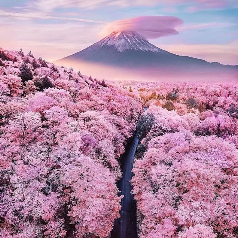 อัปเดต พยากรณ์ซากุระญี่ปุ่น 2026 ฉบับ 8