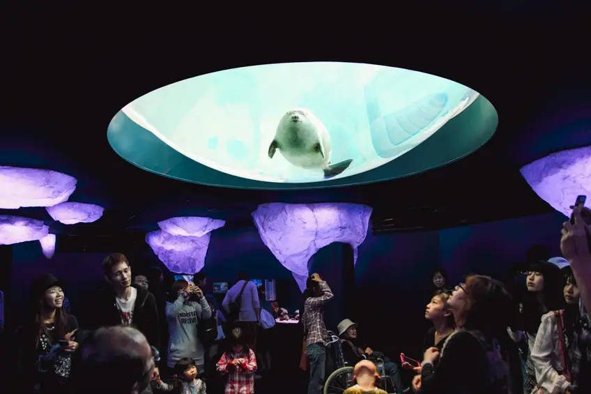 พิพิธภัณฑ์สัตว์น้ำไคยูคัง Osaka Aquarium Kaiyukan