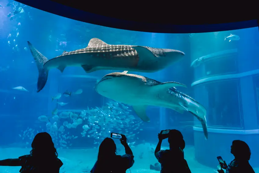 พิพิธภัณฑ์สัตว์น้ำไคยูคัง Osaka Aquarium Kaiyukan