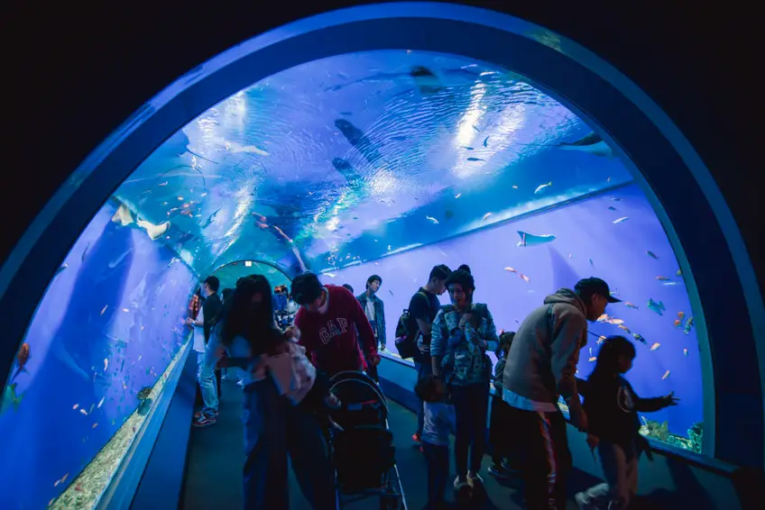 พิพิธภัณฑ์สัตว์น้ำไคยูคัง Osaka Aquarium Kaiyukan