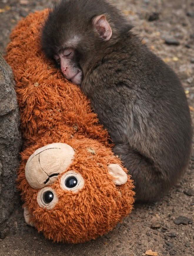 พันช์คุง กับน้องลิงญี่ปุ่นสุดไวรัล พร้อมที่เที่ยวเมืองอิจิคาวะ!