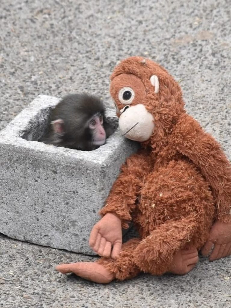 พันช์คุง กับน้องลิงญี่ปุ่นสุดไวรัล พร้อมที่เที่ยวเมืองอิจิคาวะ!