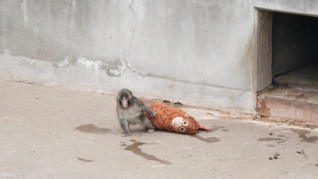 พันช์คุง กับน้องลิงญี่ปุ่นสุดไวรัล พร้อมที่เที่ยวเมืองอิจิคาวะ!