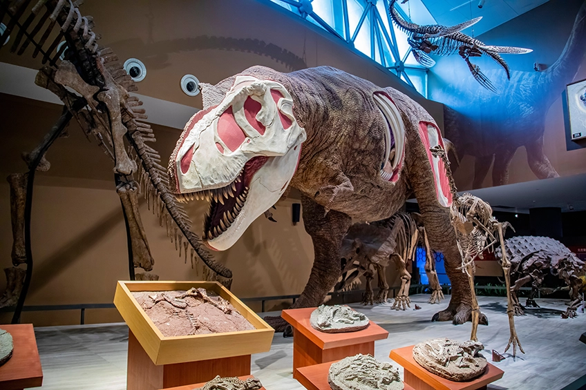 เที่ยวจีน พิพิธภัณฑ์ประวัติศาสตร์ธรรมชาติเซี่ยงไฮ้