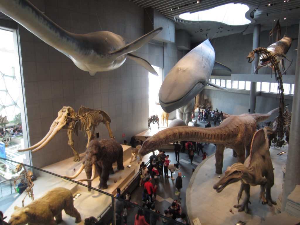 เที่ยวจีน พิพิธภัณฑ์ประวัติศาสตร์ธรรมชาติเซี่ยงไฮ้