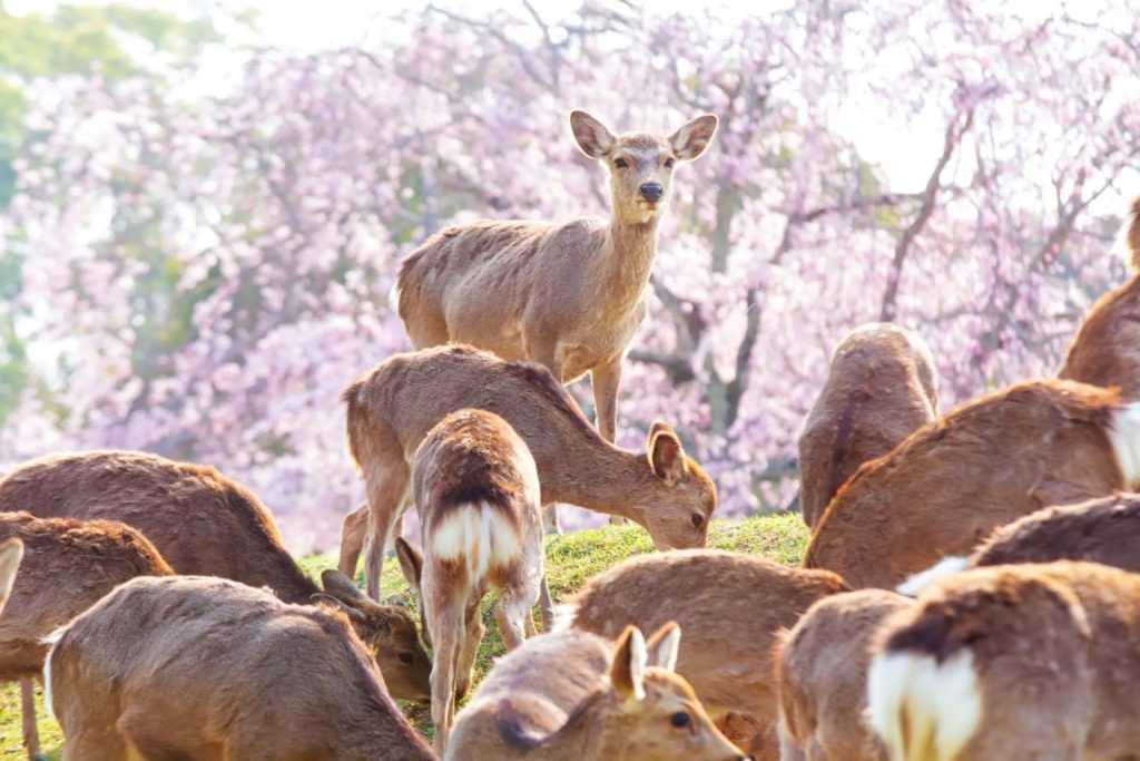 เที่ยว NARA PARK สวนกวางทูตของเทพเจ้าญี่ปุ่น !