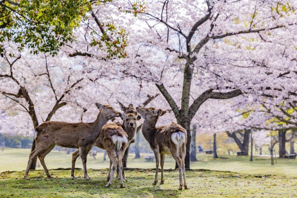เที่ยว NARA PARK สวนกวางทูตของเทพเจ้าญี่ปุ่น !