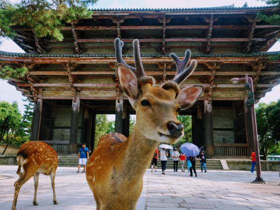 เที่ยว NARA PARK สวนกวางทูตของเทพเจ้าญี่ปุ่น !