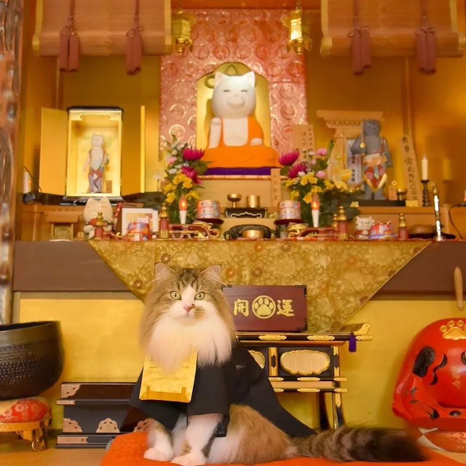 วัดเนียงเนียงจิ (Nyan-nyan-ji) เที่ยวเกียวโต เที่ยวญี่ปุ่น ทัวร์เกียวโต ทัวร์ญี่ปุ่น