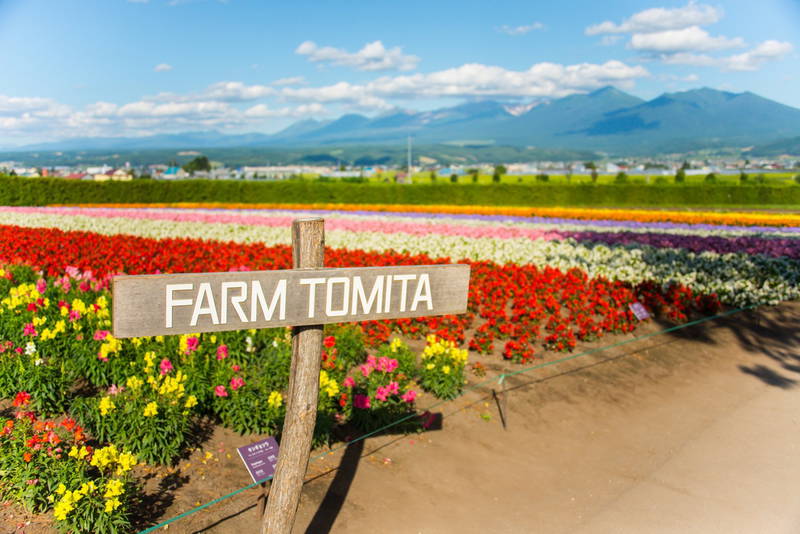 เที่ยวฟาร์มโทมิตะ (Farm Tomita) เที่ยวฮอกไกโด