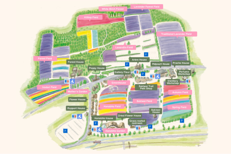 เที่ยวฟาร์มโทมิตะ (Farm Tomita) เที่ยวฮอกไกโด