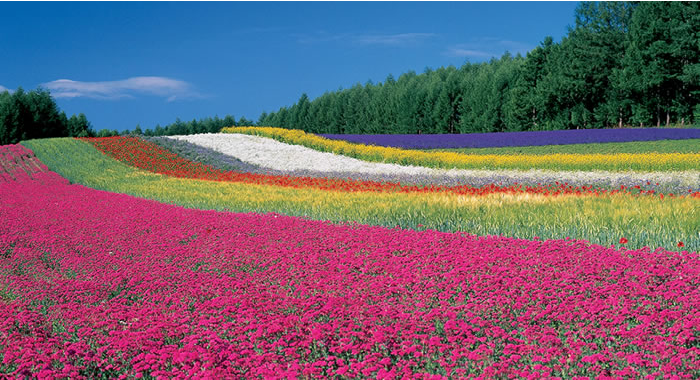 เที่ยวฟาร์มโทมิตะ (Farm Tomita) เที่ยวฮอกไกโด