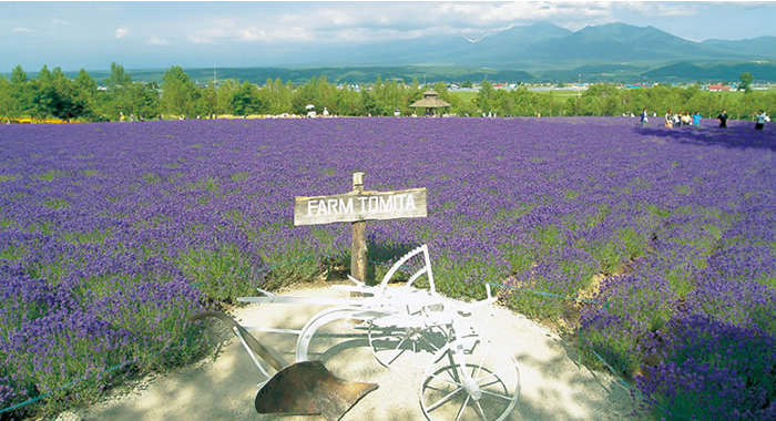 เที่ยวฟาร์มโทมิตะ (Farm Tomita) เที่ยวฮอกไกโด